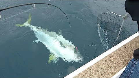 ヒラマサ釣りよか