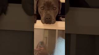 Dog Gets Stuck After Sticking Head Through Bathroom Window