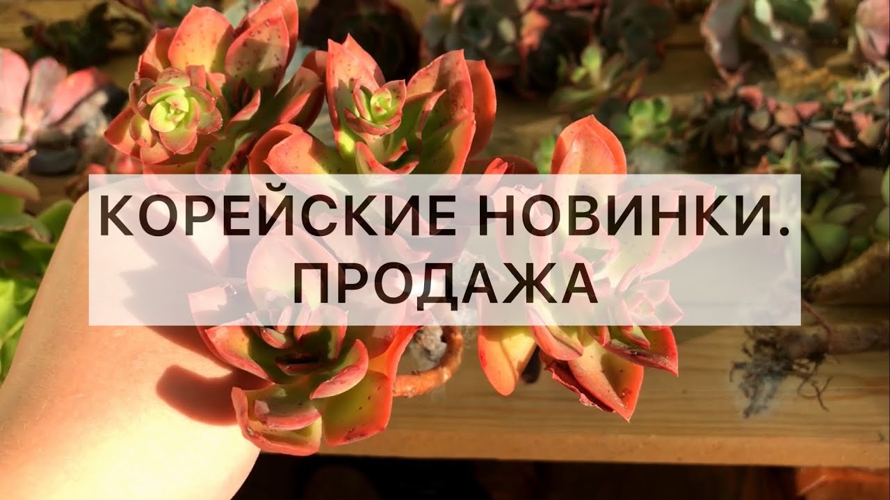 Корейцы! 🥳 Продажа суккулентов