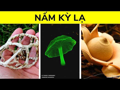 Video: Lớp phủ và nấm - Tìm hiểu về các loại nấm trong lớp phủ