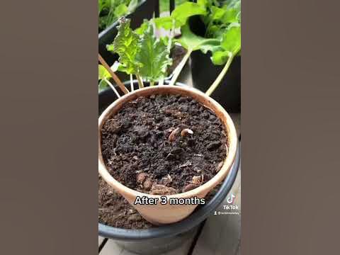 How to grow avocado from seed 🥑 