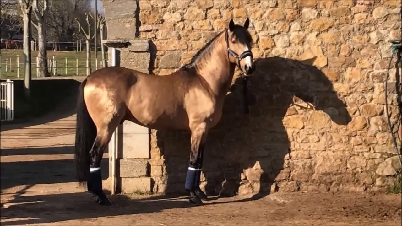 Gervasio Buckskin Lusitano Stallion For Sale In Spain Youtube