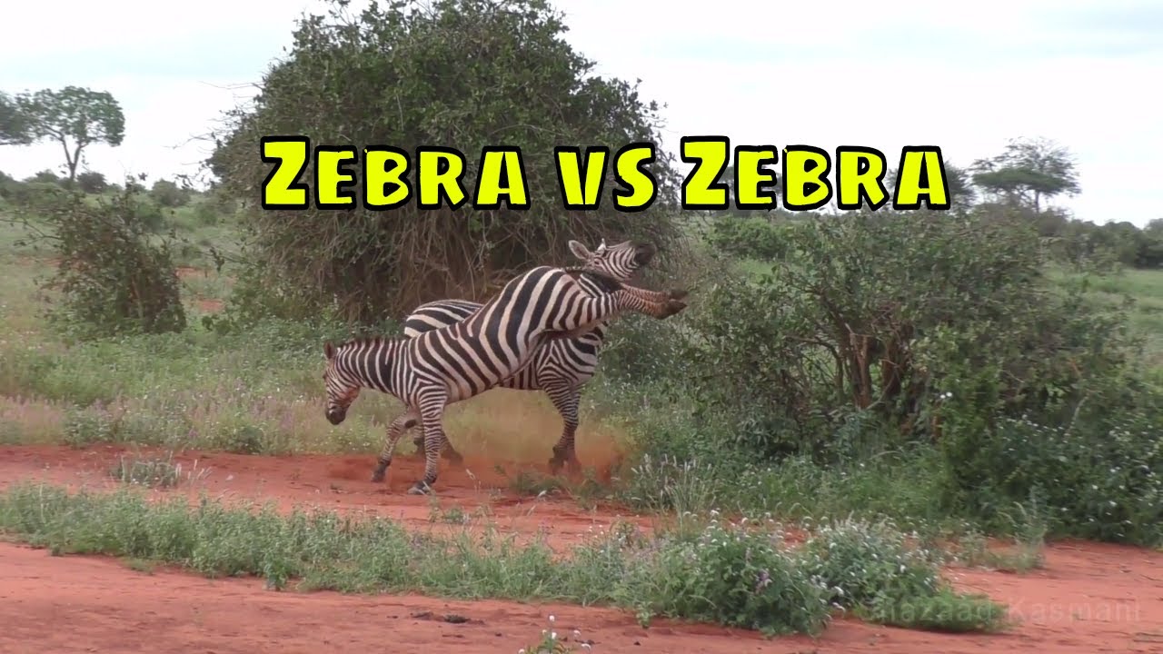 Zebras Fighting And Kicking - YouTube