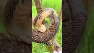 🐍 ¡BATALLA POR LA SUPERVIVENCIA! Cobra vs. Lagarto Monitor: Un duelo a muerte en la naturaleza. 🦎