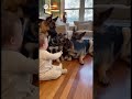 A cute baby’s amazing laugh while playing with five German Shepherds