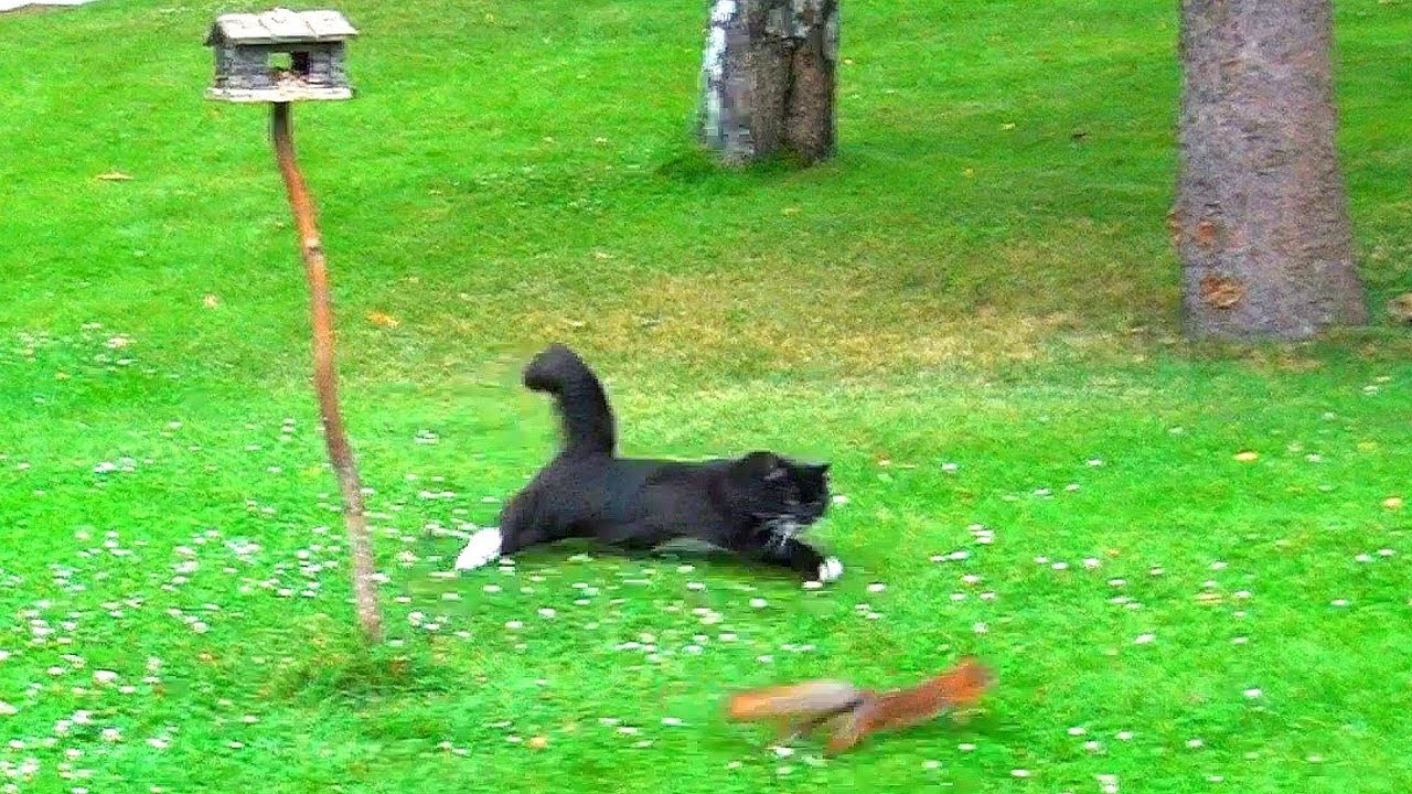 Cat climbs a very big tree to catch a squirrel !