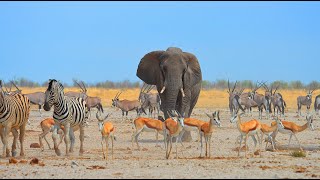 East to West across Etosha National Park, Namibia