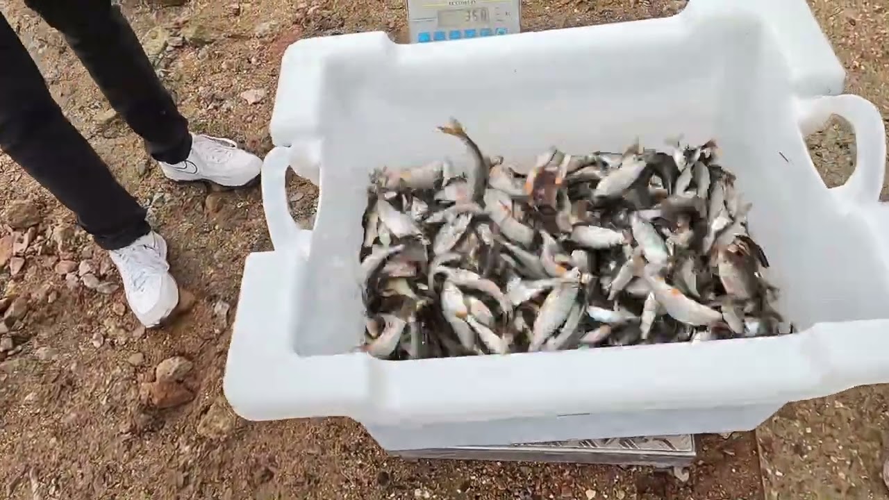 Alevinage du lac des Settons - Deuxième session