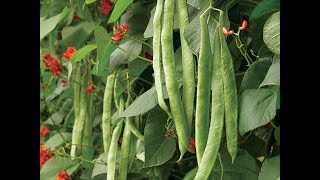 Growing Runner Beans