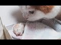 保護猫トロ、天国へ・・・。A premature kitten passed away...