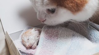 保護猫トロ、天国へ・・・。A premature kitten passed away...