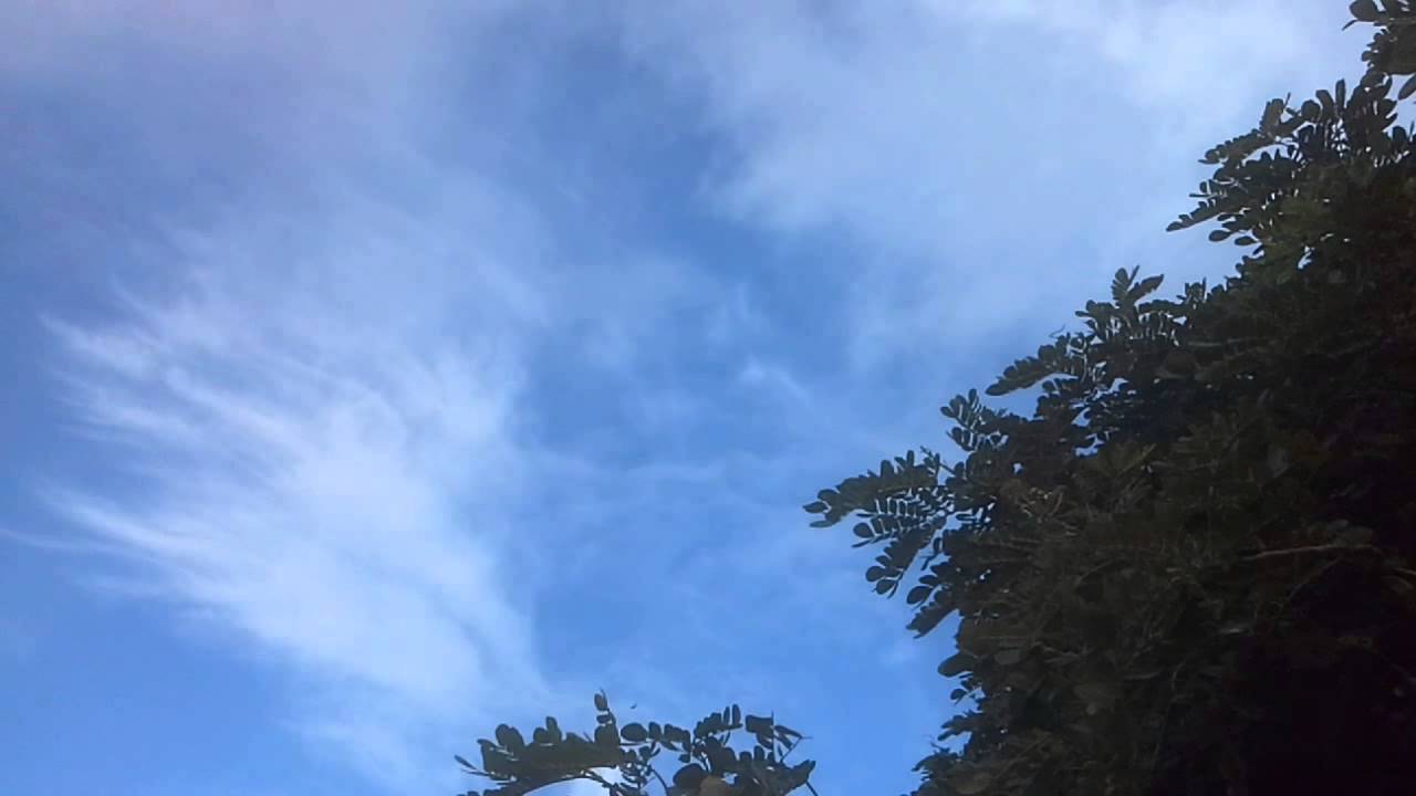 How Long Can Polar Bears Hold Their Breath Under Water?