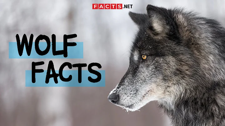 Discover the Astonishing Truth about Wolves!