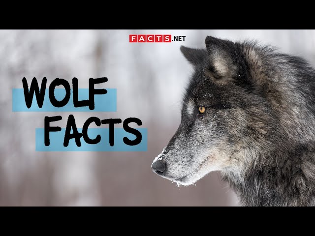 Unbelievable Wolf Facts You Never Knew! class=