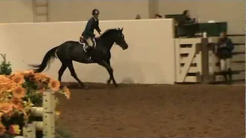 Holly Go Lightly - Oldenburg For Sale - 2nd Round ...