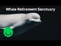 Canada's Whale Sanctuary for Retired Captive Performers