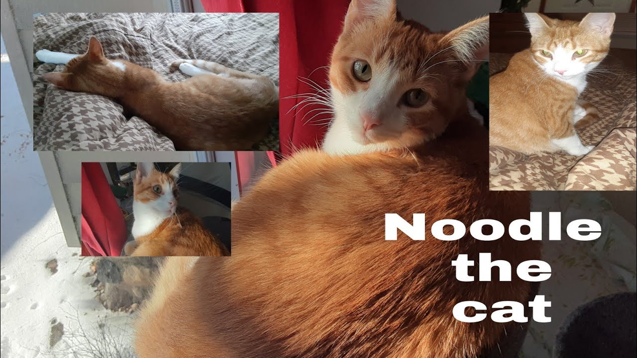 Noodle the cat YouTube
