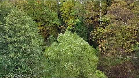 vivid green foliage layers, lush leafy canopy with detailed plant textures and moist underbrush