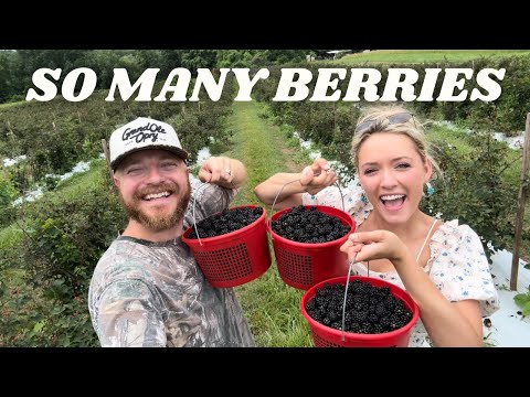 What do you even do with 15 lbs of Blackberries!?! (Backyard Berry Patch Plans)