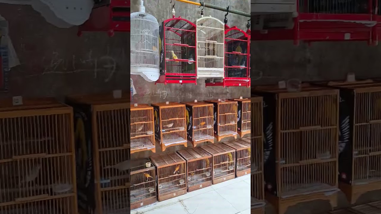 Grosir canary bandung 