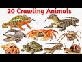 20 रहने वाले जानवर के नाम | 20 Crawling Animals Name in English with Hindi | Crawling Animals Name