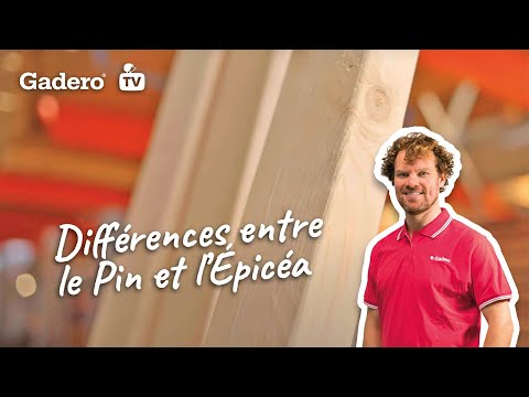 Vidéo: Quelle est la différence entre un épicéa et un pin ?