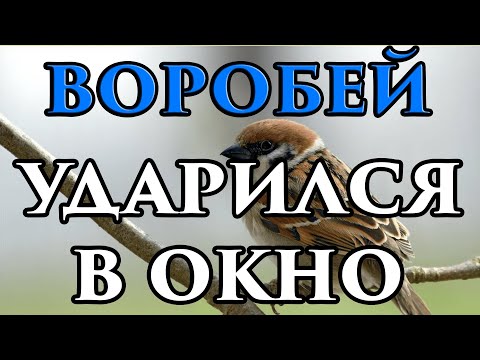 Если воробей ударился в окно и улетел примета 🧙 - Маг Fose