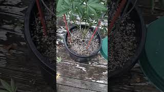 outdoor  3wks in flwr