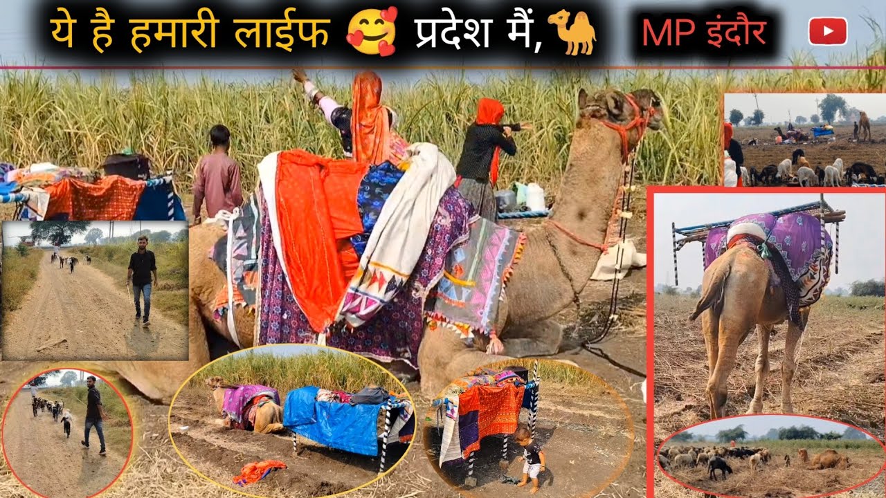 हम ऐसे रहते हैं मध्य प्रदेश में, ऐसा हमारा घर रहता है, मालधारी,पशुपालन,vijaydewasi02#viralvideo