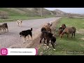 Гиссарские овцы и аборигенные САО Таджикистана саги дахмарда, горячая пора окота