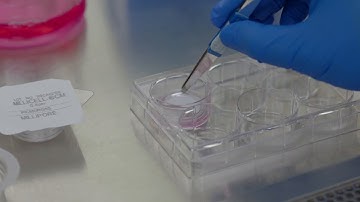 How to Wet Millicell® Cell Culture Inserts and Put into Position