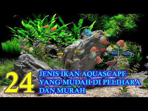 Video: Cara Memilih Ikan yang Kompatibel untuk Akuarium Komunitas Anda