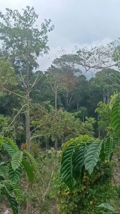 pikat burung rajaperling