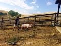 A Change of Heart that Saved a Life and Opened a New World: How Lola Pig Save Me