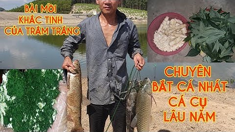 Mồi câu cá trắm cỏ, trắm trắng đặc trị cá trắm cụ, cá trắm cỏ sót lâu năm