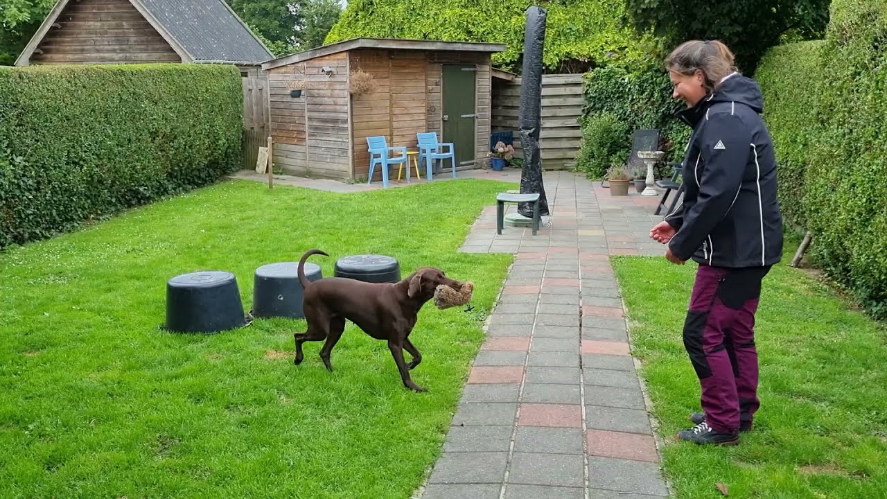 Nu met een dummy erbij | Vaardigheden apporteren aanleren in de tuin | German Shorthaired Pointer