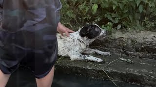 Man Saves Drowning Dog While Rowing, Performs CPR to Bring It Back to Life by Paws Vibes 6,763 views 10 months ago 1 minute, 53 seconds