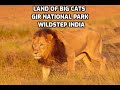 Lands of Big cats - Gir National Park - Wildstep India- 4K