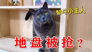 猫的地盘被霸占了居然这样报复小主人...
