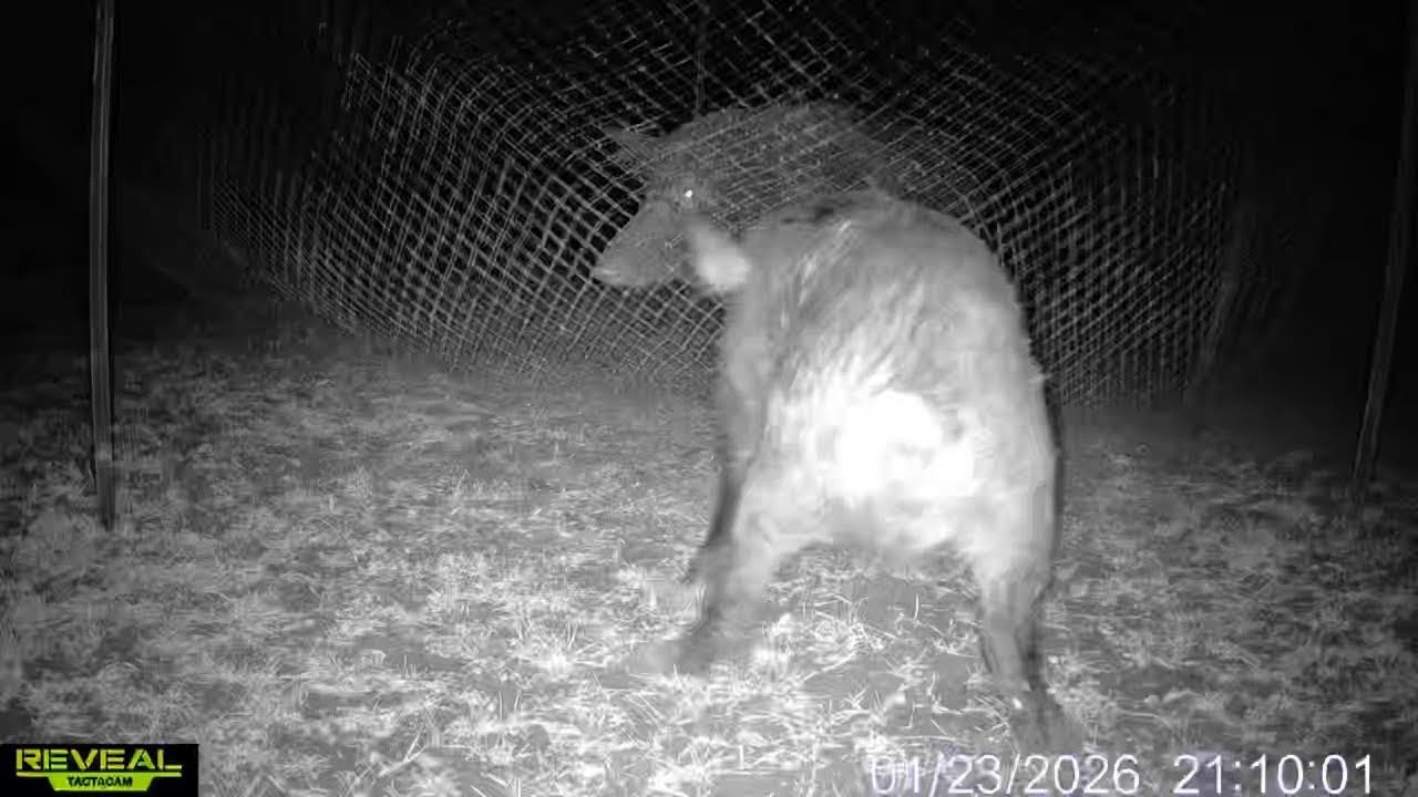 How we catch feral hogs with @Boar-Blanket ​@RevealbyTactacam before ice storm #feralhogs #trapping