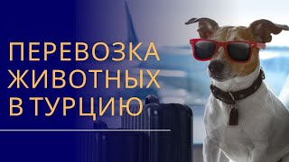 Перевозка животных в Турцию !!!