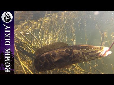 видео: Рыбалка на р.Топар. Изобилие хищника (6-8 июля 2018г) Часть 2