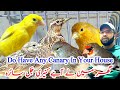 Visited Canary and All Singing Birds Shop in Saddar Birds Market Karachi Latest update