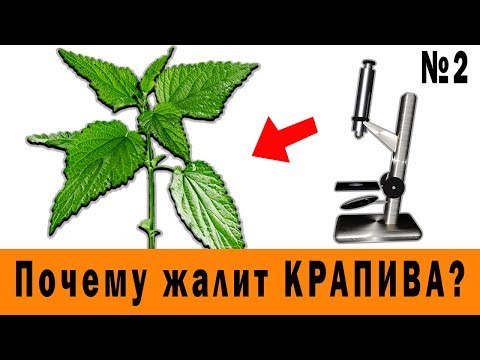 Почему жалит Крапива? Крапива под Микроскопом. Why stinging nettle?