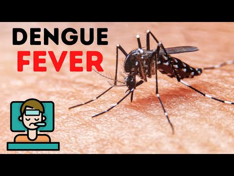 Video: Hoe om Dengue -koors te herken en te behandel (met foto's)
