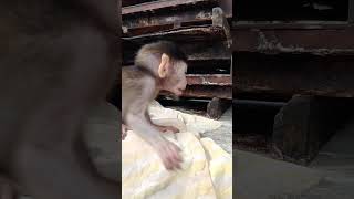 Baby Monkey Lina Is Watching The Boy Working