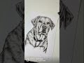 Comment some dog breeds I should draw next!! This was a yellow Labrador #art #artist #dog #labrador