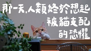 貓咪特殊技能大公開123木頭人壹加壹