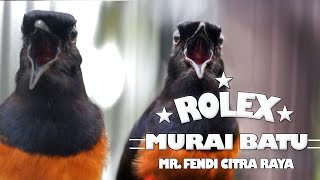 SUARA BURUNG : Aksi TEMBAKAN DAHSYAT !! Murai Batu Jawara ROLEX Milik Mr. Fendi Citra Raya Tangerang
