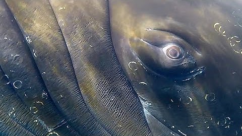 Really really close to a Humpback Whale in Antarctica!